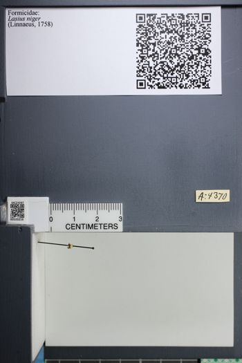 Media type: image;   Entomology 533216